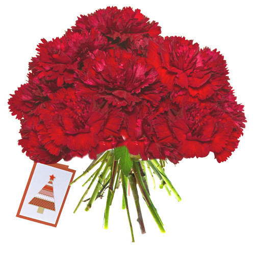 Bunch of Magic - 12 Red Carnations Bouquet + Card