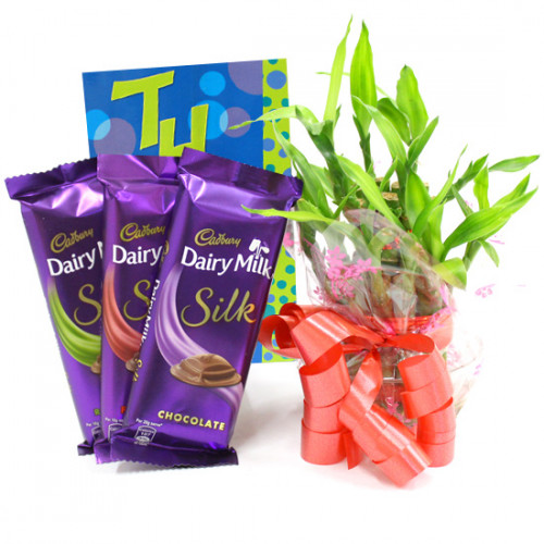 Silky Luck - 3 Dairy Milk Silk, 3 Layer Bamboo Plant and Card