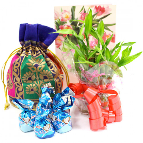 Lucky Assortment - 3 Layer Bamboo Plant, Assorted Truffle Chocolates 100 gms in Potli and Card