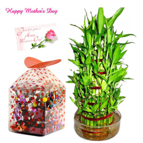 Chocolaty Luck - 1 Layer Lucky Bamboo Plant, Handmade Chocolates 250 gms and Card