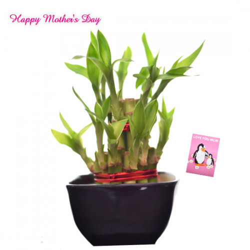 Double Luck - 2 Layer Lucky Bamboo and Card
