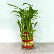 Goodluck Bamboo - 2 Layer Bamboo Plant and Card