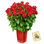 Enormous Vase - 50 Red Roses in Vase & Card