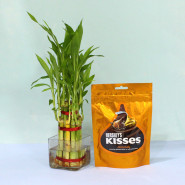 Chocolate with Bamboo Plant - 2 Layer Lucky Bamboo Plant, Hershey's Kisses Almond Chocolate and Card