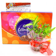 Luck N Celebration - Cadbury Celebrations, 2 Layer Bamboo Plant and Card