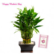 Good Luck - 3 Layer Lucky Bamboo Plant and Card