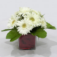 Splendid Love - 10 White Gerberas Vase and Card