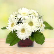 Splendid Love - 10 White Gerberas Vase and Card