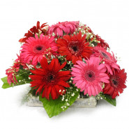 Vibrant Combo - 15 Red & Pink Gerberas Basket and Card