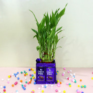 Heavenly Delight - 8 Dairy Milk, 2 Layer Lucky Bamboo Plant and Card