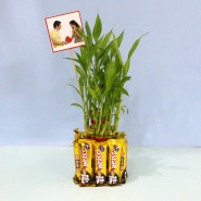 Heavenly Dazzling - 2 Layer Lucky Bamboo Plant, 10 Five Star, 1 Stick Photo and Card