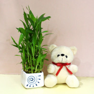 Teddy with Plant - 2 Layer Lucky Bamboo Plant, Teddy 6 inch and Card