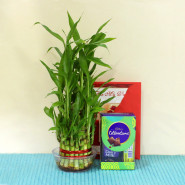 Luring Divine - Mini Celebrations, 2 Layer Lucky Bamboo Plant and Card