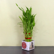 Personalized Two Layer Lucky Bamboo Plant in Glass Vase and Card