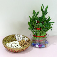 Bamboo Plant with Dry Fruits - 2 Layer Bamboo Plant, Assorted Dryfruits in Basket and Card