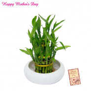 Lucky Bamboo Plant and Card