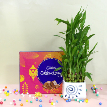 Luck N Celebration - Cadbury Celebrations, 2 Layer Bamboo Plant