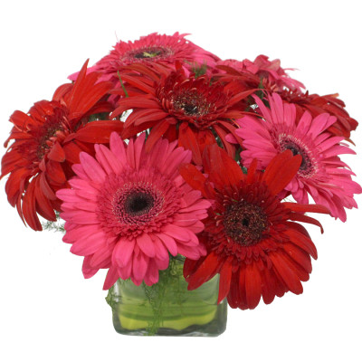 Divine Vase - 15 Red & Pink Gerberas Vase