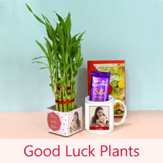 Good Luck Plant