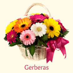 Gerberas