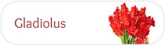 Gladiolus