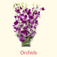 Orchids