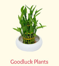 Goodluck / Bamboo Plants