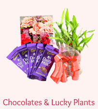Chocolates & Good Luck Plant